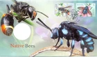 Australian FDC Commemorative - Native Bees -Wasp Mimic - 14 May 2019 - ex PNC
