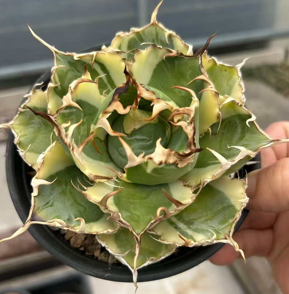 Rare Cacti Agave titanota white whale 