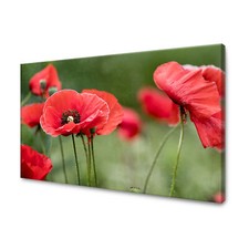 CANVAS Leinwandbilder Wandbilder Kunstdruck Rote Mohnblumen Größe 40x30-120x80cm