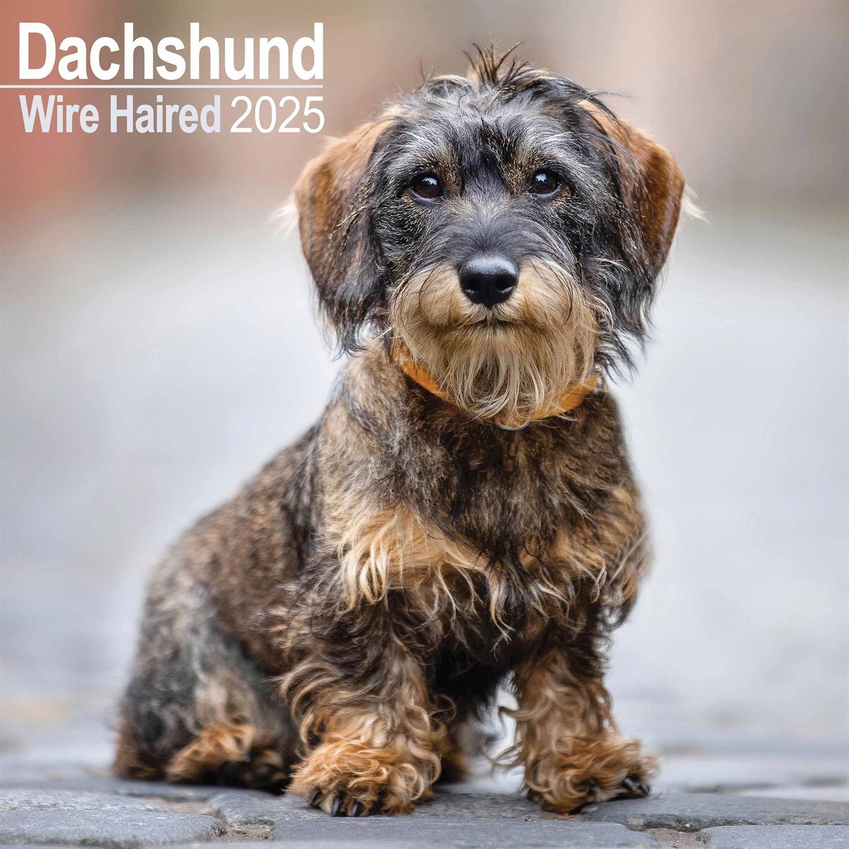 South Africa Wire Terrier For Sale Wire Haired Dachshund Calendar