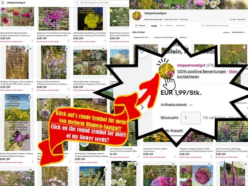 Wilder Hafer, Avena barbata, wild oat , 16 seeds, samen, ornamental grass - Bild 13 von 19