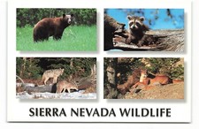 Postcard Wildlife Sierra Nevada Mountains, Calif - Colorscope Print VTG CC6.