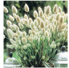 5 fresh ‘Bunnytails’ Ornamental Grasses Hardy bare root plant  lagurus ovatus 