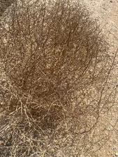 Tumbleweed