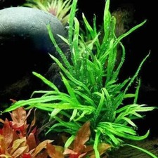 Java Fern Trident (2-3 leaves on rhizome )