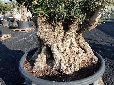 olivenbaum stellplatz Groer Olivenbaum, 100-110cm  Green Me Up