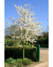 Zierapfel auf Stamm, Malus