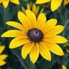 50pcs Black-Eyed Susan Flower Seeds Big Sunflower Blooms Indian Summer Sunshine