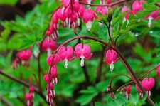 Bleeding Hearts Plant Bulbs Dicentra spectabilis