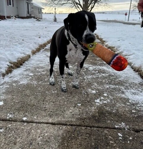 Divertido juguete para perros - juguete de peluche con forma de cigarro. NUEVO. ENVÍO GRATIS Foto 3 de 4