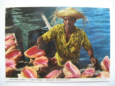 Muschelschalen Afrikas