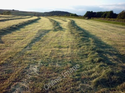 Foto 6x4 frisch geschnittenes Gras Ernte Gressingham neben der Strecke zum High Dam c2010