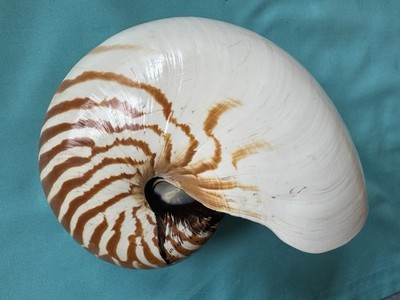 große Meeresmuschel Nautilus pompilius, 187.4mm lang