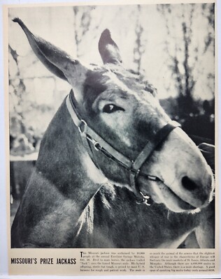1937 Mule Jackass Excelsior Springs Mulesta MO Original Print Ad Article Life