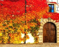 Virginia Creeper Seeds - 50+ Seeds - Parthenocissus quinquefolia