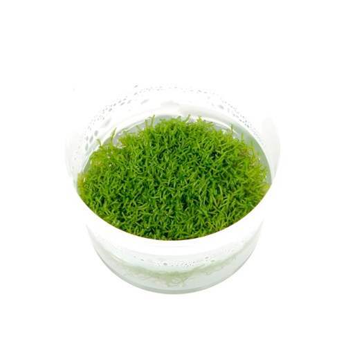 Tropica Riccia fluitans 1-2-GROW!