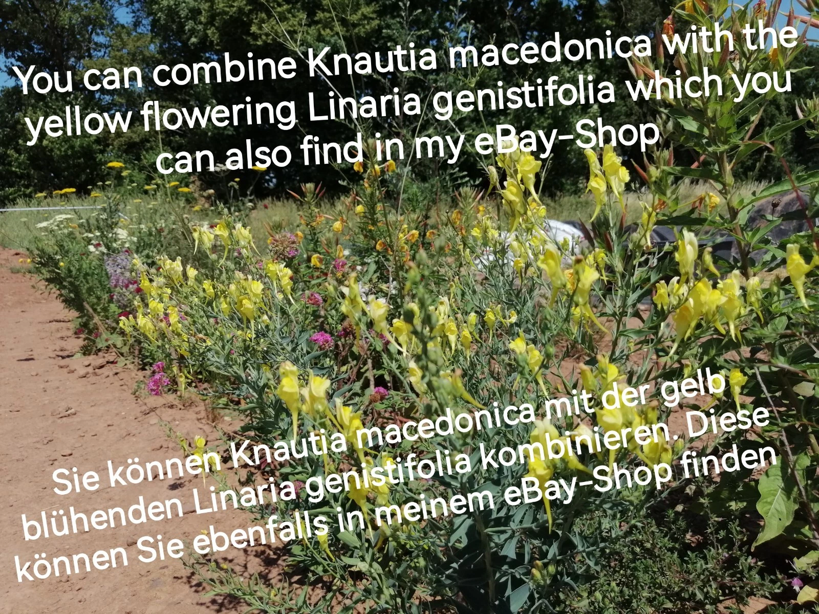 Bild 9 von 18