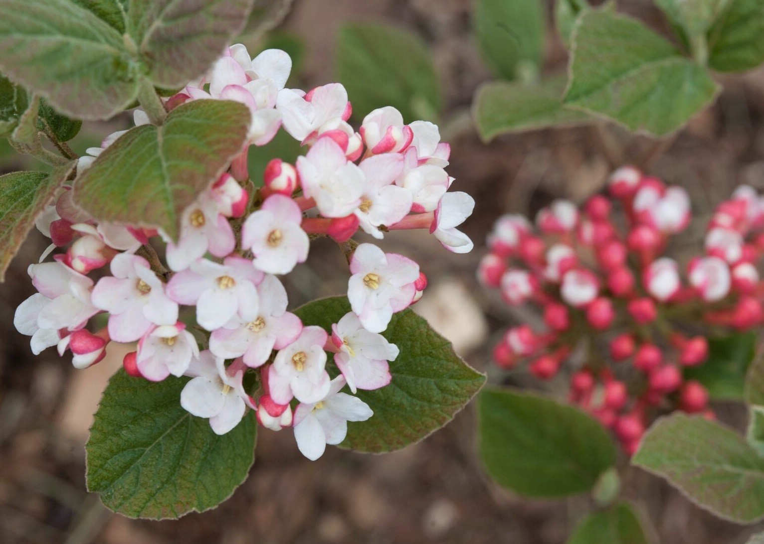 SPICE GIRL Korean Spice Viburnum