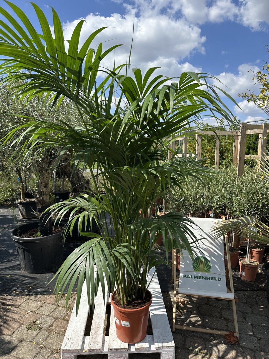 XXL Howea forsteriana 22,5m Kentia-Palme pflegeleicht elegante  Zimmerpflanze | eBay.de