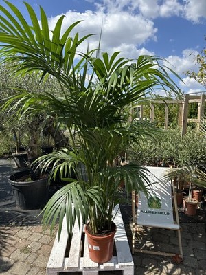 kirschlorbeer kaufen baumschule Portugiesischer Kirschlorbeer Prunus lusitanica Angustifolia Topf 1,3L –  Baumschule Bultjer main image 0