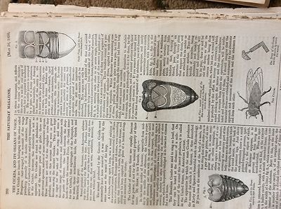 74-8 Ephemera 1838 Artikel Die Zikade und ihre Stimmorgeln