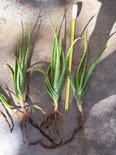 Lotto 10 piante di aloe vera radicate coltivazione spontanea domestica h. 30/40