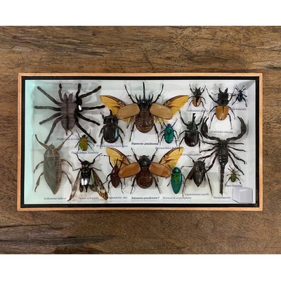Real Spider Insect Scorpion Rare Frame Taxidermy Delve into Study Weird Perfect