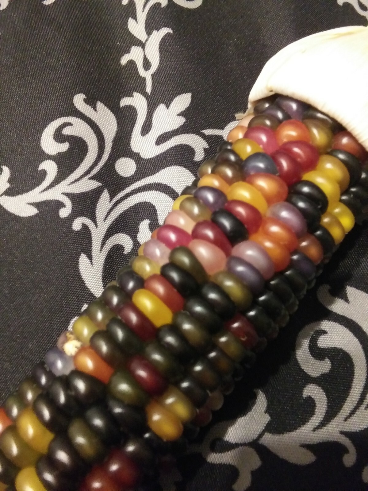 100 GLASS GEM INDIAN CORN SEEDS 2021 HARVEST eBay