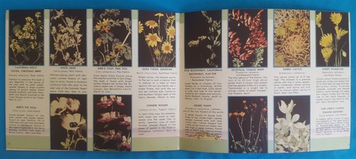 1940 Richfield Oil Co. Booklet - Wild Flowers of California, Arizona & Nevada GG - Picture 4 of 5