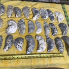 Lot of 24  Large Atlantic Oyster Shells 4 1/4  To 7 Inch Long Craft Art Collect￼ — photo 5