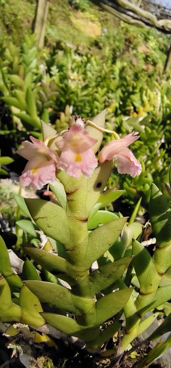 Indonesia Dendrobium terminale Rare Species Orchid Blooming Size Tropical Plant
Opens in a new windo