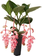 Royal GLOW Magnifica Medinilla Plant~Live Well Rooted STARTER Plant~ VERY RARE