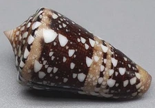 Conus ammiralis … 58.9mm ... F+++ … BIG and Dark