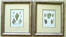  2 Antique Seashell Engraved Prints; Shells: Denis Diderot, Paris 1751-1775