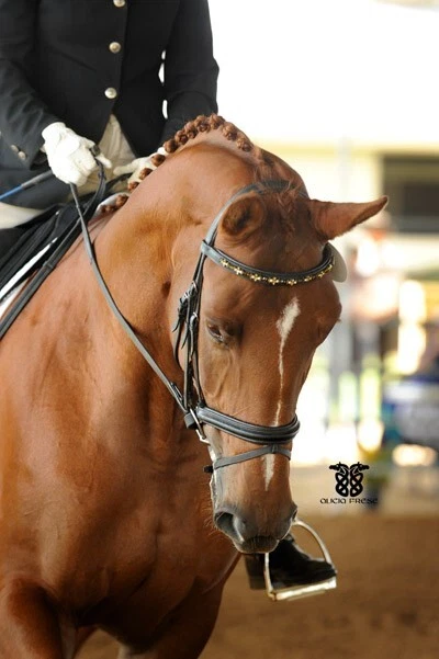 Doma "Bandas para cejas con Bling" para caballo, curva -V-o recta hasta 17,5" Foto 4 de 4