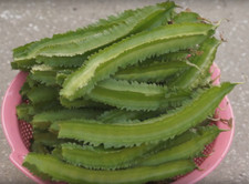 Winged Bean P. tetragonolobus Princess Bean -Homesteading,Permaculture,Organic