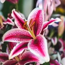 Easy to Grow Lilium Oriental Lily Stargazer 3 Plant Bulbs, Summer Bloom Zone 5-9