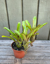 Neoregelia punctatissima 'Yellow Banded' rare  bromeliad 4''pot
