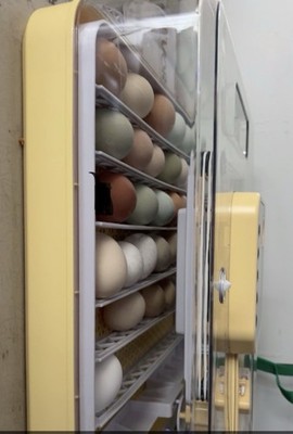 12 Fertile Chicken Hatching Eggs  Barnyard Mix