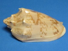 Cymbiola vespertilio f. agustinensis Bail, P. & H. Dout, 1995 "TAN COLORED" 90.0