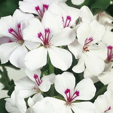 Ivy Leaf Geranium Trailing Gerainbow™  'White' Plug Plants Pack x6 