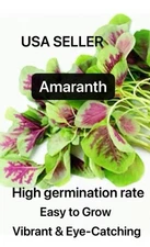 4000+Red Stripe Amaranth NON-GMO Heirloom Rau Den Yin Cho Seeds produced by 2024
