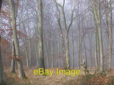 Photo 6x4 Mist among the trees, Vernditch Martin Drove End Gardiner Wood  c2008