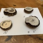 4 Elk Antler Burr /great Carving Or Crafts — photo 6
