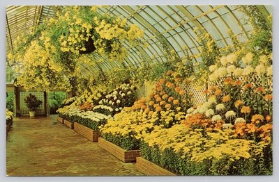 Phipps Conservatory Pittsburgh PA Fall Flower Show Chrysanthemums Postcard