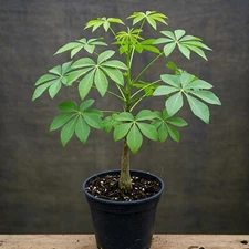 Dwarf Umbrella Tree Medium Size Plant Evergreen Live Home Decor Houseplant