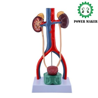 Human Urinary System Model Ureter Bladder Urethra, Renal Anatomy Medical 