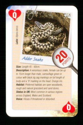1 x Spielkarte Info Tieradder Schlange Herzkönigin R065