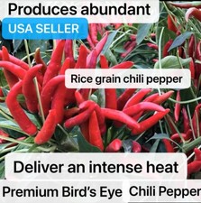 30 F1 Hybrid Grain Chili Pepper Premium Bird s Eye Chili Pepper Seeds 2025