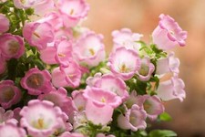 200 ROSE PINK CANTERBURY BELLS - CAMPANULA Medium Flower Seeds